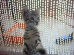 il mio gattino piccino JOEY